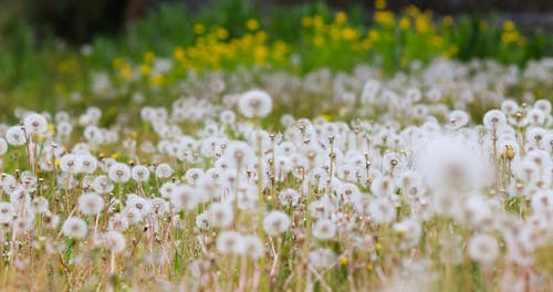 有关天性, 户外, 特写的免费素材视频
