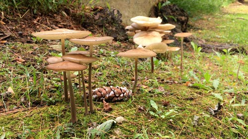 有关冰淇淋甜筒, 天性, 干的免费素材视频