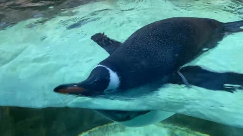 有关企鹅, 动物, 动物园的免费素材视频