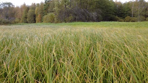 有关天性, 招手, 摇曳的免费素材视频