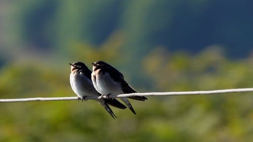 有关动物, 吞, 坐的免费素材视频