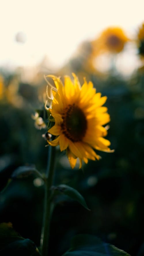 有关向日葵, 天, 户外的免费素材视频