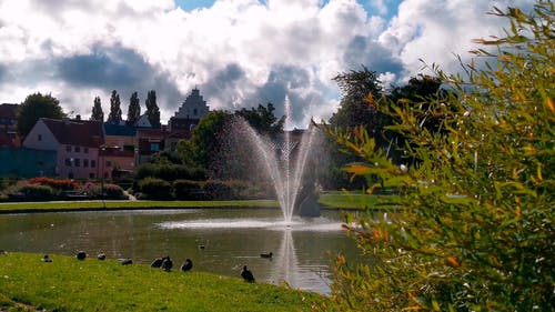 有关公园, 动物, 喷泉的免费素材视频