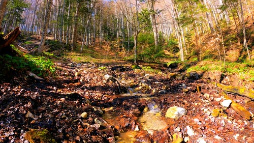 有关天性, 户外, 景观的免费素材视频