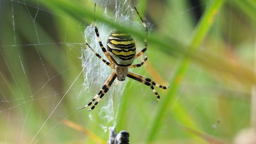 有关argiope bruennichi,Web,互联网的免费素材视频