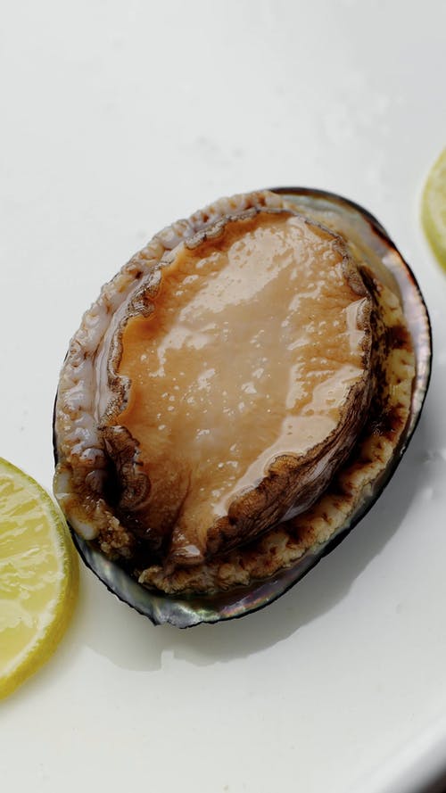 有关abalone, 垂直视频, 新鲜的免费素材视频