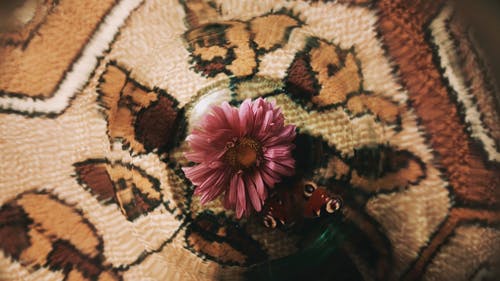 有关俘虏, 动物, 地板的免费素材视频