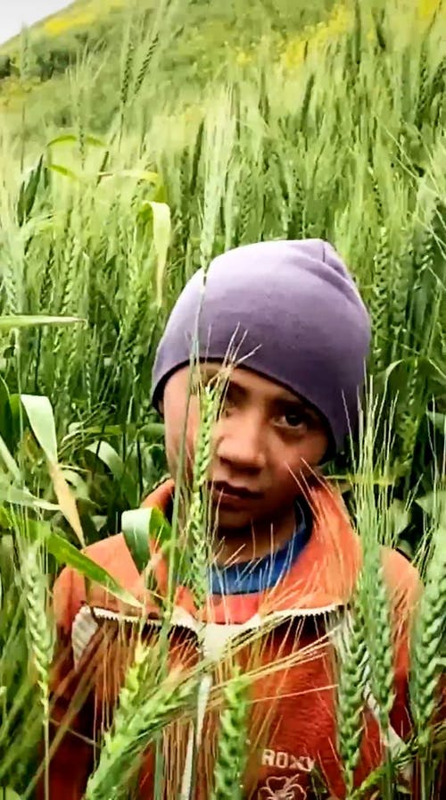 有关儿童, 垂直视频, 小麦的免费素材视频