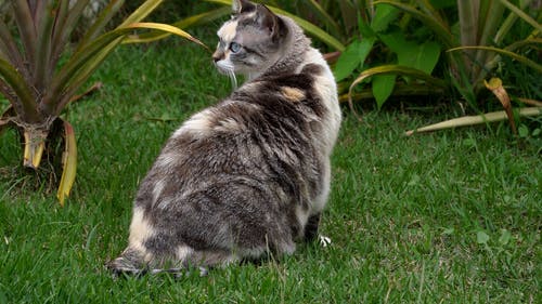 有关动物, 可爱, 坐的免费素材视频