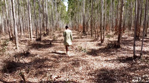 有关天性, 女人, 工厂的免费素材视频