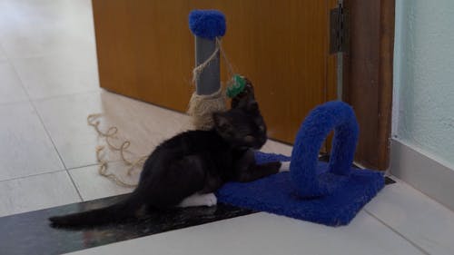 有关动物, 地板, 室内的免费素材视频