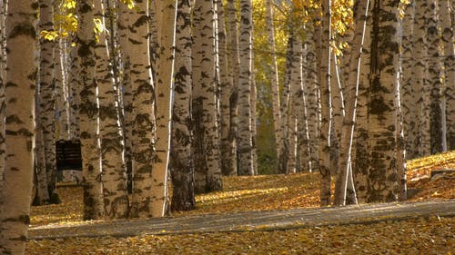 有关人, 天性, 户外的免费素材视频