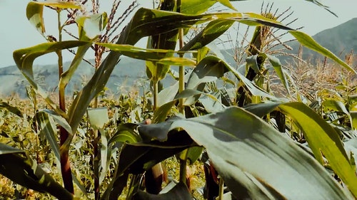 有关农业领域,晴天,特写镜头的免费素材视频