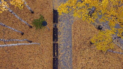 有关公园, 户外, 棕色的免费素材视频