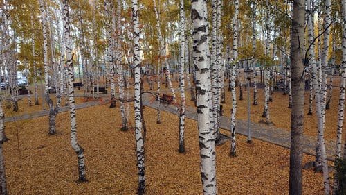 有关人行道, 公园, 天性的免费素材视频