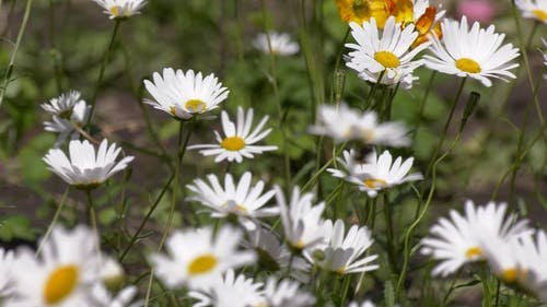 有关leucanthemum vulgare, 动物, 天性的免费素材视频