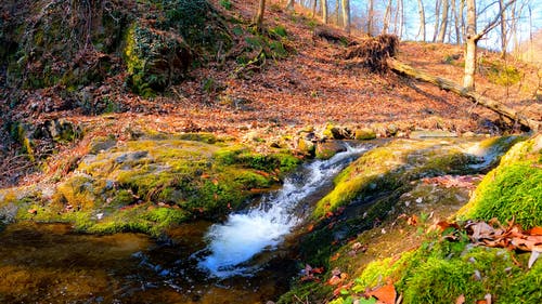 有关天性, 小, 户外的免费素材视频