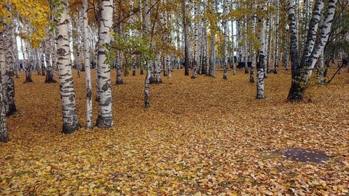 有关天性, 户外, 景观的免费素材视频