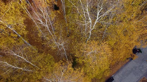有关人行道, 公园, 天性的免费素材视频