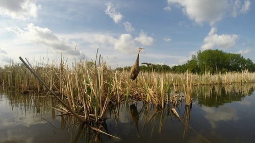 有关动物, 天性, 户外的免费素材视频