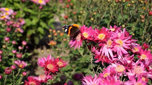 有关动物, 天性, 户外的免费素材视频