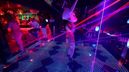 有关休闲, 动物代表, 动物的免费素材视频