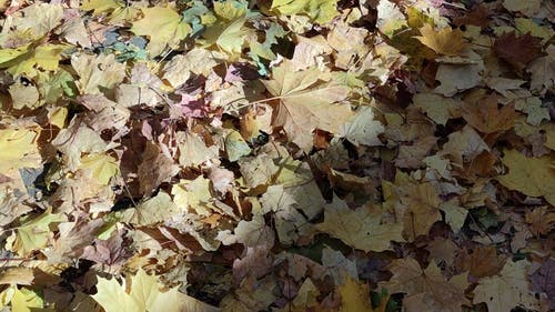 有关地面, 天性, 季节的免费素材视频