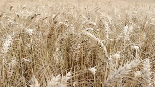 有关天性, 小麦, 户外的免费素材视频