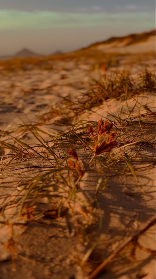 有关垂直视频, 天性, 户外的免费素材视频