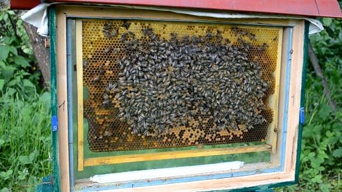 有关一群, 一起, 养蜂业的免费素材视频