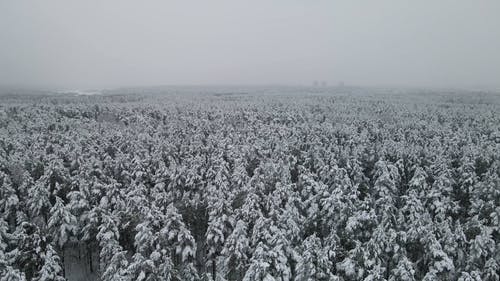 有关冬季, 天性, 季节的免费素材视频