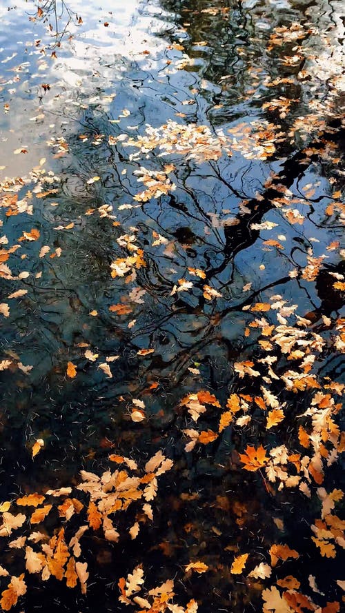 有关动物, 垂直视频, 天性的免费素材视频