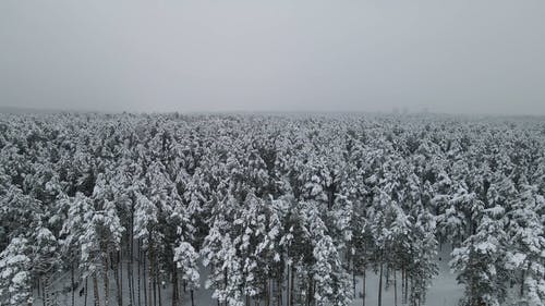 有关冬季, 天性, 常青树的免费素材视频