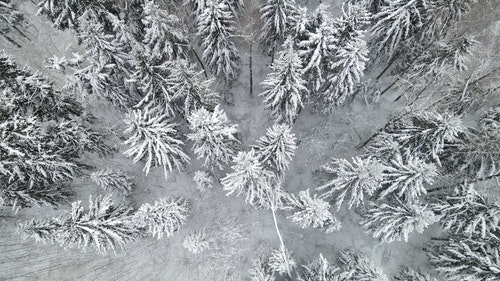 有关下雪,冬季,森林的免费素材视频