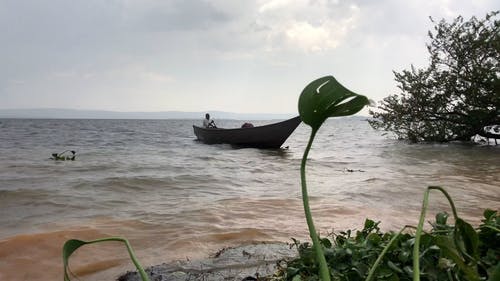 有关人, 划船, 划艇的免费素材视频