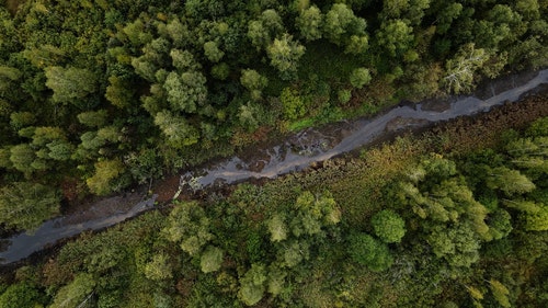 有关俯视图,从上面,树木的免费素材视频