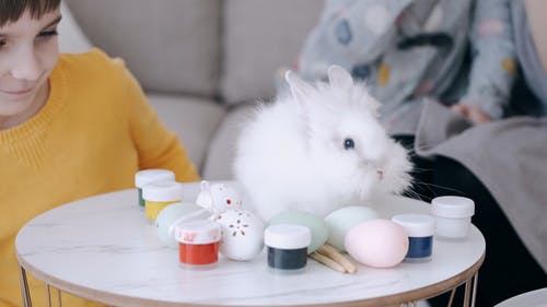 有关兔子, 动物, 可爱的免费素材视频