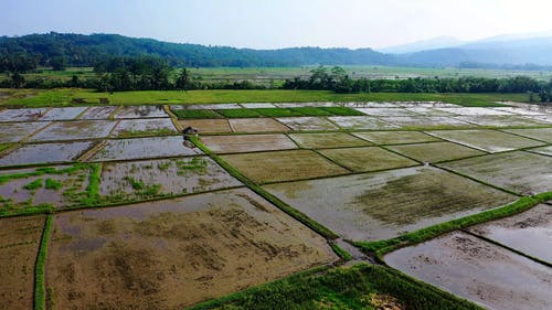 有关农业用地, 印尼, 增长的免费素材视频