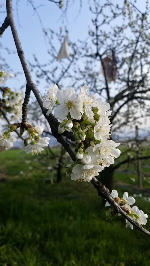 有关分支机构, 垂直视频, 户外的免费素材视频