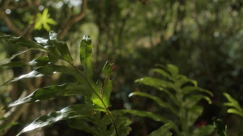植物的损坏的叶子的特写镜头 · 免费素材视频