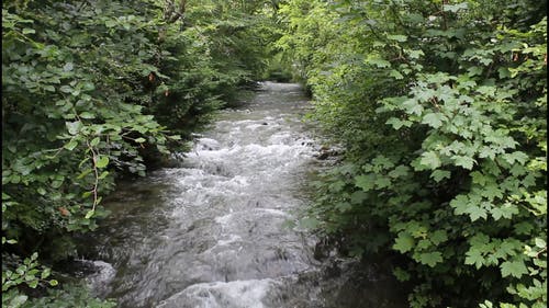 有关天性, 户外, 森林的免费素材视频