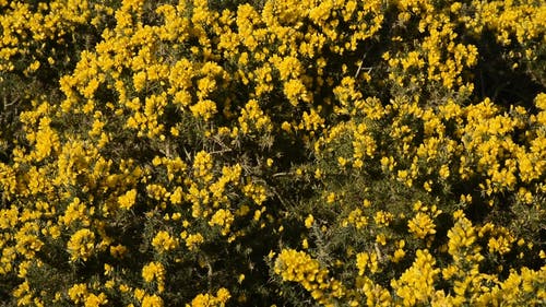 有关天性, 户外, 叶子的免费素材视频