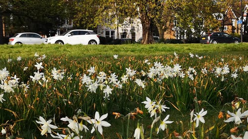 有关一束花, 伊林, 伦敦的免费素材视频