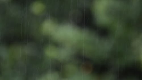 雨滴落 · 免费素材视频