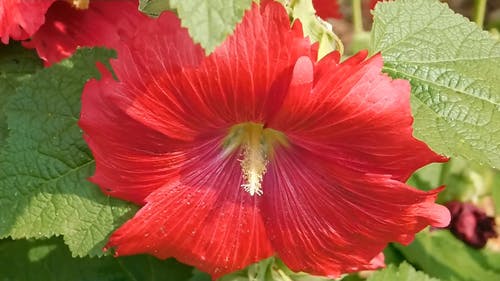 一朵红色的花，盛开的特写视图 · 免费素材视频