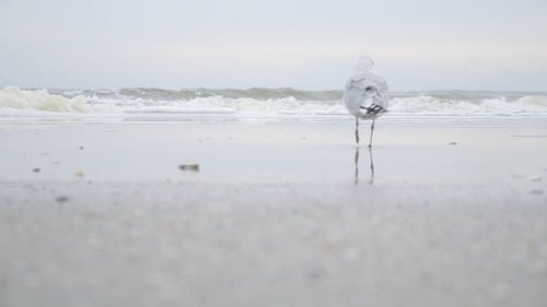 海边的水鸟 · 免费素材视频