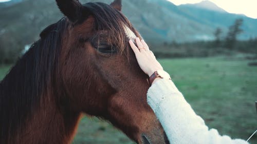 一个爱抚匹棕色的马头的人 · 免费素材视频