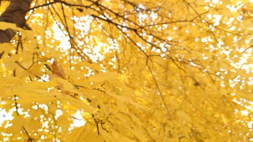 有关分公司, 天性, 季节的免费素材视频