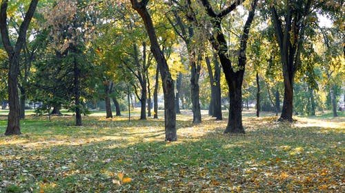 秋季落叶从树上 · 免费素材视频