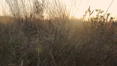 有关dwingelderveld, 天性, 德伦特的免费素材视频